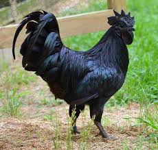 Black Chicken